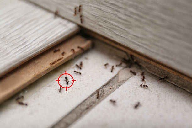 Best Bed Bug Extermination  in North Key Largo, FL