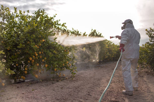 Best Wasp Removal Services  in North Key Largo, FL