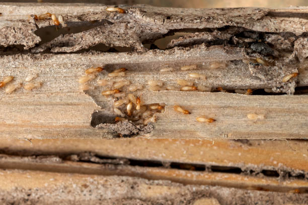 Best Spider Control Near Me  in North Key Largo, FL